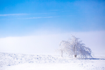 Snow covered trees on a foggy day. Beautiful winter nature background.