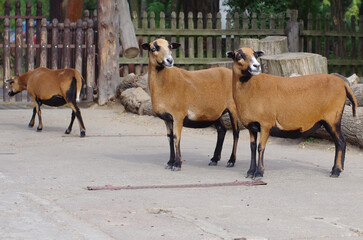 two brown goats in the zoo
