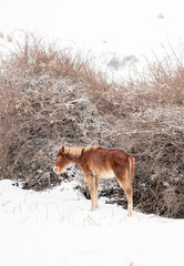 Fototapeta na wymiar Horses stand by a haystack under falling snow in winter. Animal husbandry in the countryside.