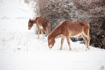 Horses stand by a haystack under falling snow in winter. Animal husbandry in the countryside.