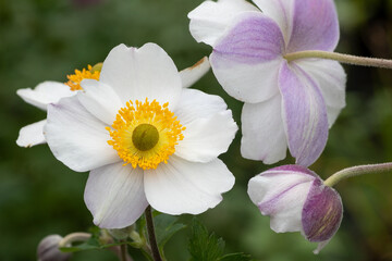 Anemone wild swan (anemone hybrida (x) 'wild swan') © Danny