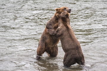 Obraz premium Kämpfende Grizzlys in Alaska