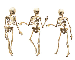 Halloween illustration: skeleton set. Scary hand painted silhouettes