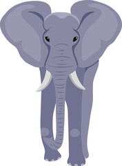 Front view of standing large gray African elephant