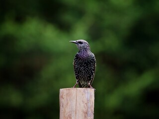 Starling Perched on a Log