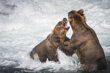 Fototapeta premium Kämpfende Grizzlys in Alaska