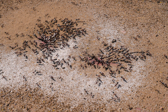 Group of male ants with wings