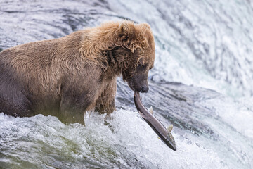 Bären beim Lachsfischen in Alaska