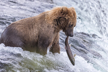 Bären beim Lachsfischen in Alaska
