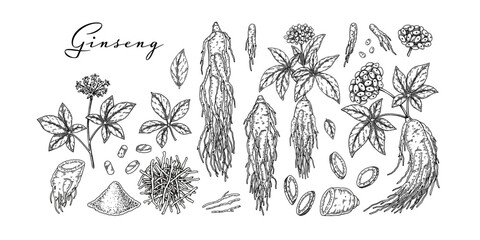 Set of hand drawn wild ginseng root with leaves and berries isolated on white background. Botanical vector illustration in sketch style for packaging, logo, scientific articles design