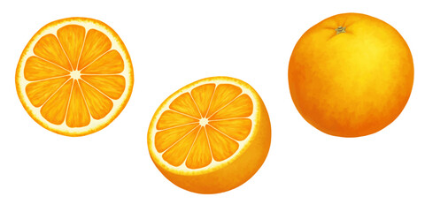 Oranges. Vector realistic illustration isolated on white. Whole, half and slice of a ripe orange. Citrus juicy set of cut pieces of sour fresh fruit with bright peel.