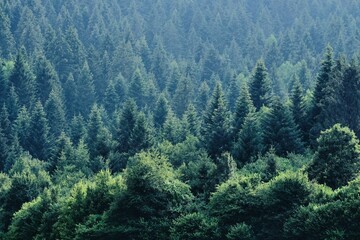 Beautiful green coniferous forest with dense vegetation.