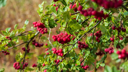 Autumn season. Autumn rowan berries on branch. Amazing benefits of rowan berries. Rowan berries sour but rich in vitamin C. Red berries and leaves on branch close up
