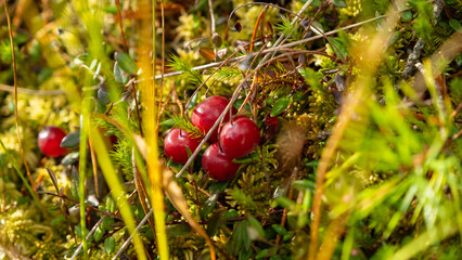 Wild cranberries growing in the moss in the bog. Natural background. Bright red cranberry berries...