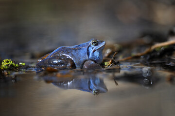 Blue male Moor frog reflects in the brown water