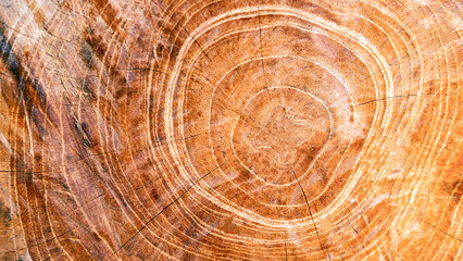 Naklejka premium The background of the cut wood reveals the pattern and details or texture of the wood at the core. wood cutting background