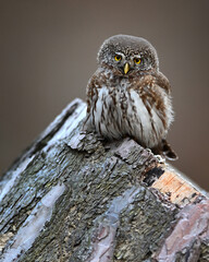 Small owl male Eurasian pygmy owl perched on stump