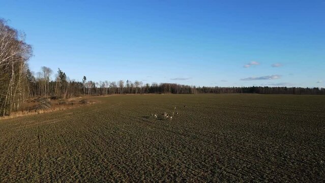 a herd of young roe deer galloping towards the forest,sunny weather, shooting from dora