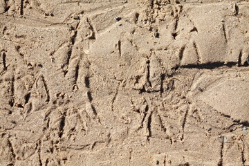 Fußspuren von Möwen, Strand, Sandfläche, Deutschland