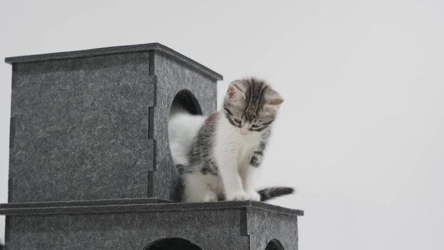 Baby Cat Shawn on white background