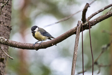 Great tit sitting in tree on a branch. Wild animal foraging for food. Animal shot
