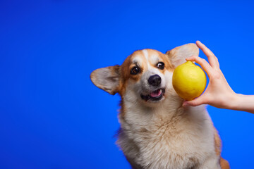 A corgi dog does not want to eat a lemon from a human hand. Dog and lemon isolated on a blue...