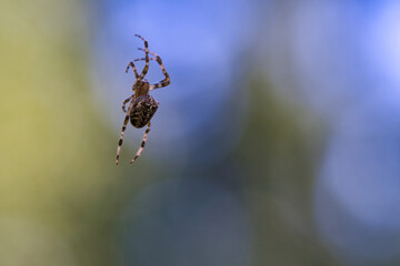 Cross spider crawling on a spider thread. Blurred. A useful hunter among insects