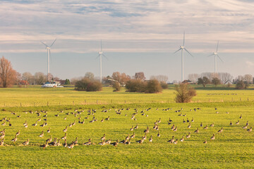 Migrating geese resting on a meadow in front of the Dutch river IJssel near Arnhem, The Netherlands