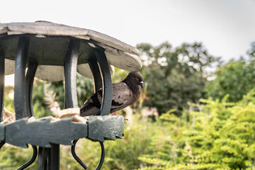 A large gray pigeon is sitting in a feeder in a city park. The trees of the park are visible in the background. general plan