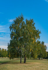 birch in autumn