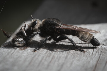 Yellow murder fly or yellow robber fly with a bumblebee as prey. Insect is sucked
