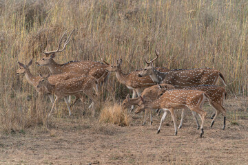 Naklejka na ściany i meble A group of The chital also known as spotted Indian deer, chital deer, and axis deer (Axis axis) in Bandhavgarh national park India. 