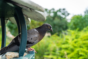 A large gray pigeon is sitting in a feeder in a city park. The trees of the park are visible in the background. general plan