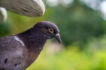 Portrait of a large gray pigeon sitting in a feeder in a city park.