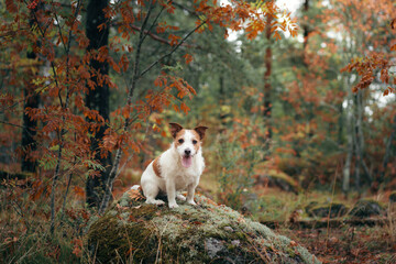 dog lies on a stone. jack russell in autumn park. 