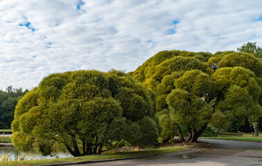 landscape with trees