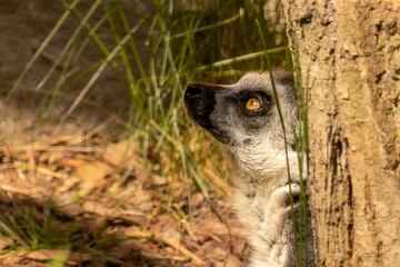 Profil lemura w ogrodzie zoologicznym © FotoWave Dawid Nowak