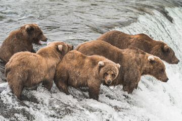 Bären beim Lachsfischen in Alaska