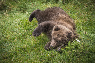 Bärenbaby auf der Wiese