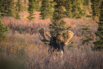 Elchbulle in Alaska