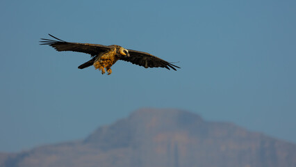 a Bearded vulture gliding on the thermals and flying past the bird hide