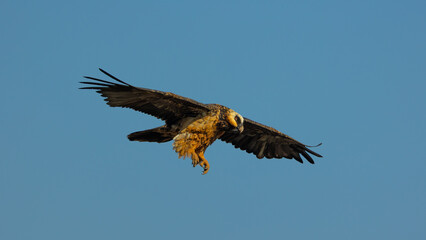 a Bearded vulture gliding on the thermals and flying past the bird hide