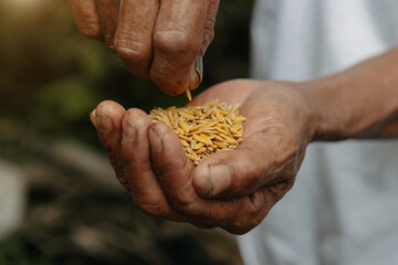 Close up  hand holding on seed ,Seeding,Seedling,Agriculture. rice see