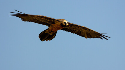 a Bearded vulture gliding on the thermals and flying past the bird hide