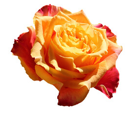 Isolated yellow orange rose on transparent background, in perspective view