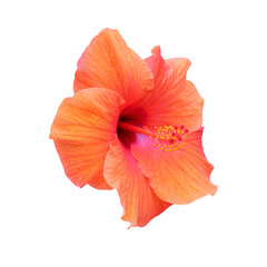 Isolated orange hibiscus flower on transparent background, in perspective view - 531678064