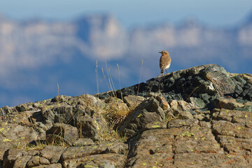 Northern wheatear on a cliff, with Chartreuse mountain range in background
