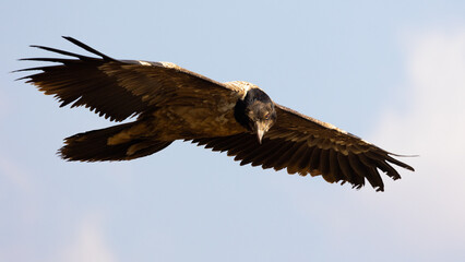 a Bearded vulture gliding on the thermals and flying past the bird hide