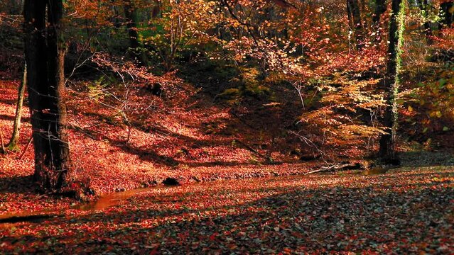 Amazing autumn landscape in the forest with colred leaves and a river flowing