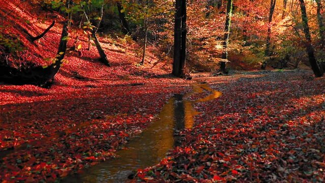 Amazing autumn landscape in the forest with colred leaves and a river flowing